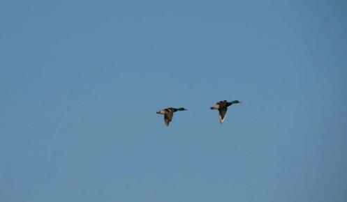 � ������� ������� ��-�� ����� �������� ������ �������� ���������� �����