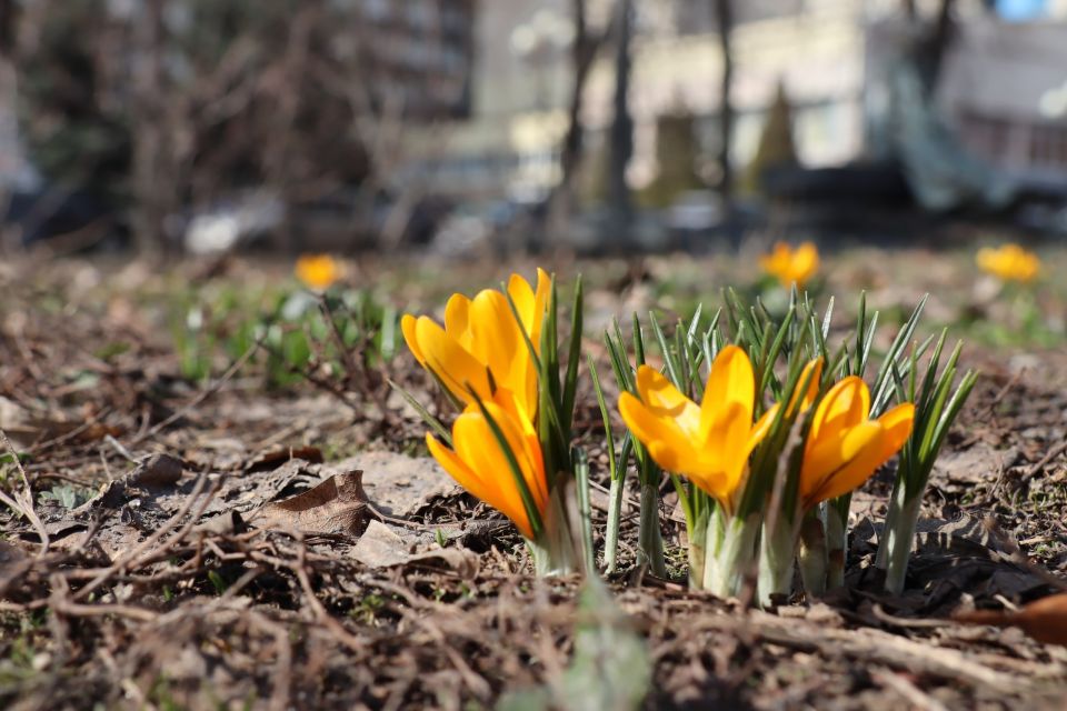 Доброе весеннее утро!. Пусть день будет щедрым на возможности и приятности!