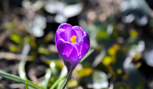 В Курской области 4 апреля ожидаются грозы и +18 градусов