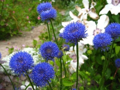 Необычные цветы, которые удивят вас своим великолепием