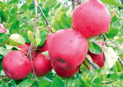 ������ �����: ������� ���� � ������������ ������