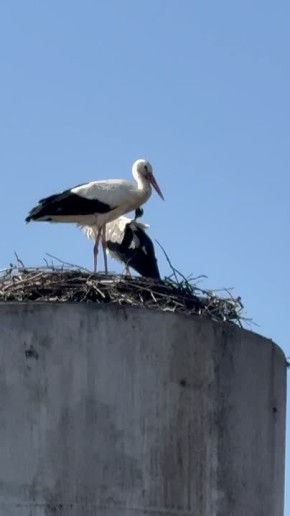 В село 2-е Выгорное Тимского района вернулись белые аисты