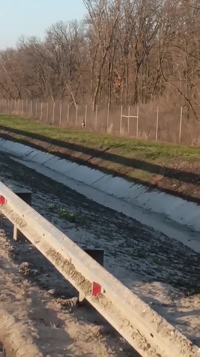 В Курском районе спасли косулю