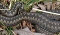 Минприроды Курской области предупреждает о сезонных рисках от змей