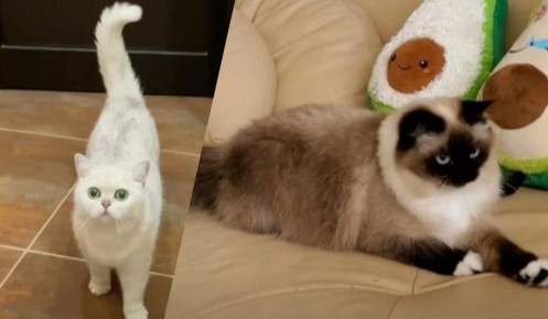 ��� ���� �������� � ������� ������: ��� ����� ����� ������� ���������