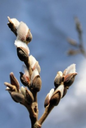 В Курской области 5 апреля ожидаются дожди и до +15 градусов