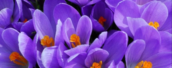 Где сажать крокусы, а где лучше избегать: важные нюансы