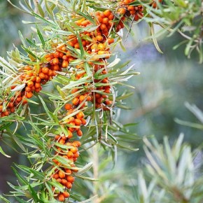 Облепиха Ботаническая: как вырастить натуральное чудо в своем саду