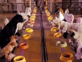 Гостиница для животных: как открыть прибыльный бизнес