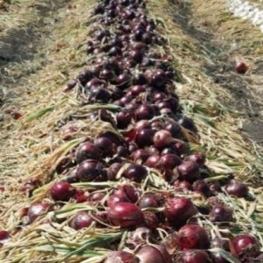 Лук Граната: неожиданные особенности и секреты ухода за красным сортом