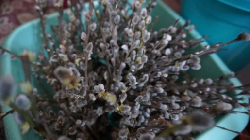 Владимир Ковальчук: Дорогие друзья!. С праздником! С Вербным Воскресеньем!