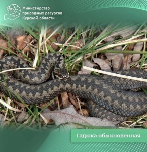 В Курской области просыпаются ядовитые змеи