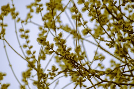 � ������� ������� ����� ���������� �������� ������ ���������