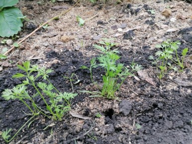 ������� ��������� ����������� �������: ������ � ������������ ��� ���������