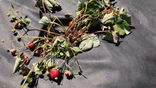 Изменение методов ухода за ремонтантной клубникой: опыт успешных дачников