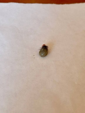 В Курской области 22 местных жителя пострадали от укусов клещей