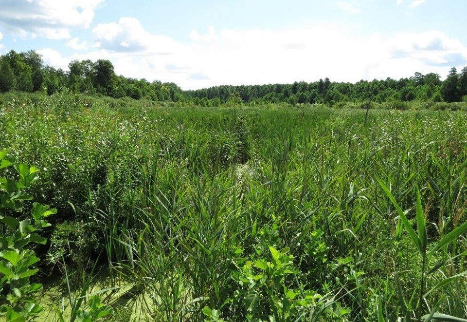 На территории Курской области создан памятник природы регионального значения «Болото Мицень»