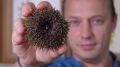 Морские ежи: секрет долгожителей Японии