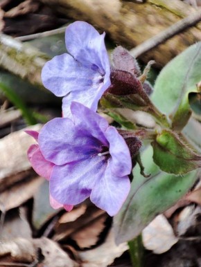 Доброе утро!. Сегодня, в понедельник, 6 апреля, по прогнозу регионального отделения МЧС, в Курской области облачно с прояснениями