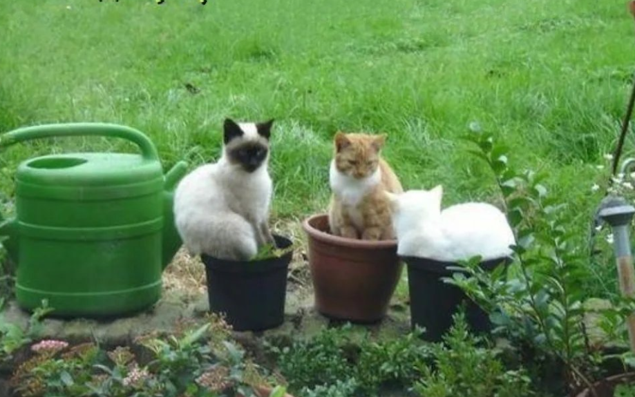 Веселые дачные истории: смех и неожиданные ситуации на заднем дворе