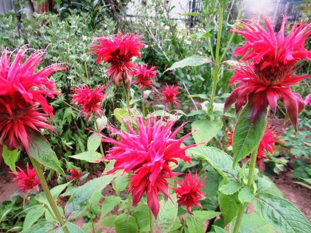 Цветы для сложных почв: как украсить ваш участок без лишних хлопот