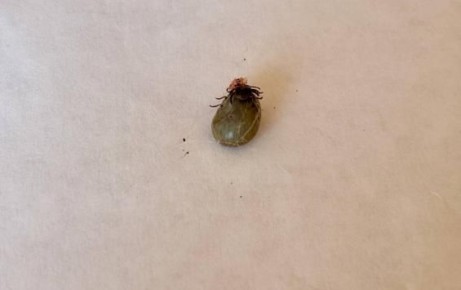 В Курской области 22 местных жителя пострадали от укусов клещей