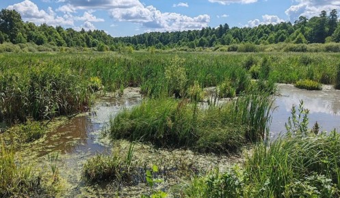 В Курской области появился памятник природы с редкими видами флоры и фауны