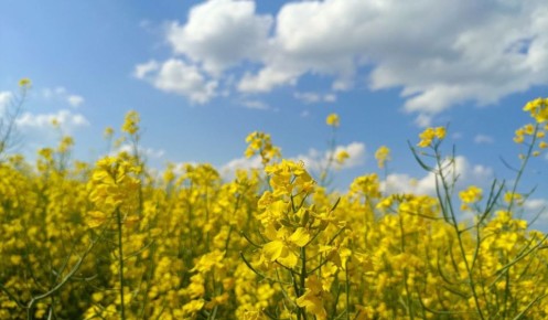 � ������� ������� ������� ��� ������ �� ������������� ���������