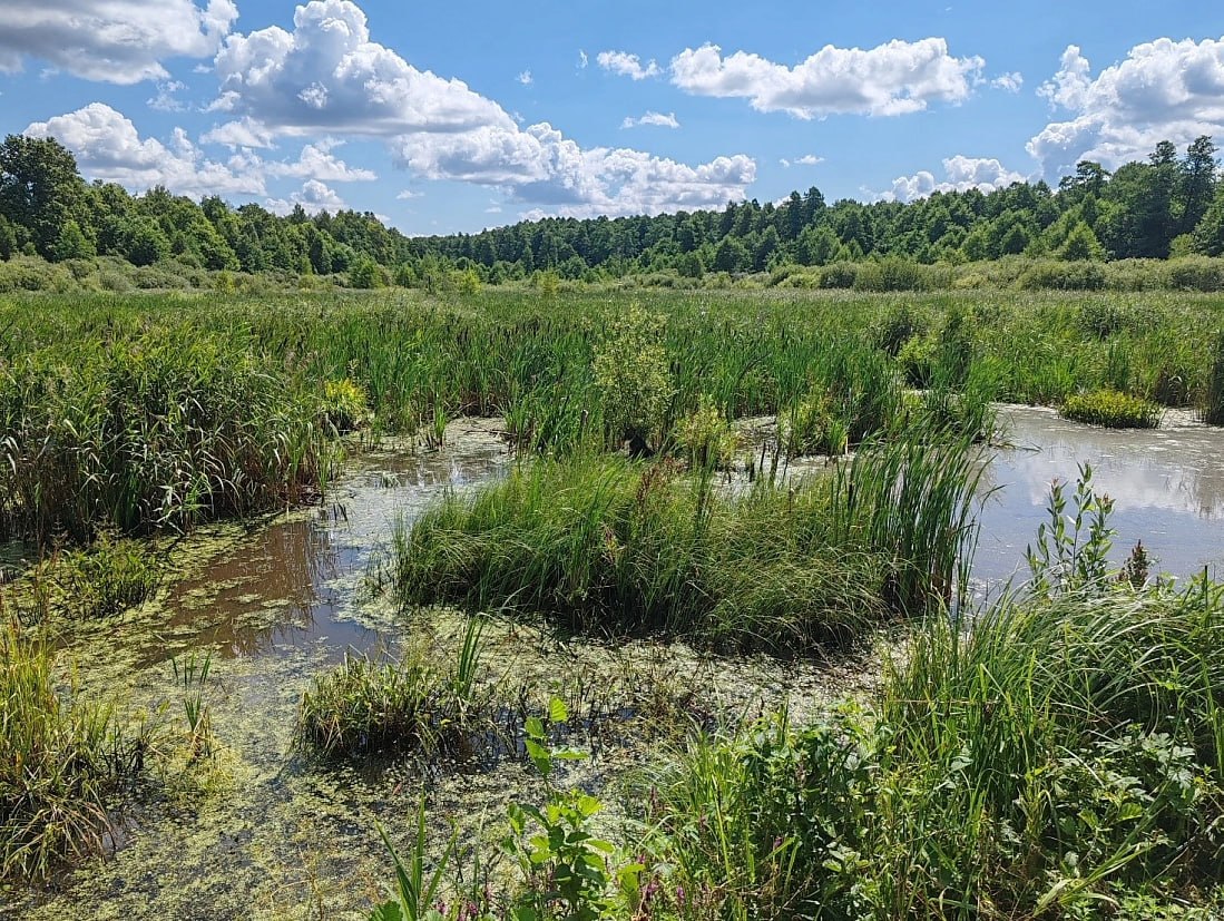 В Курской области создан новый памятник природы «Болото Мицень»
