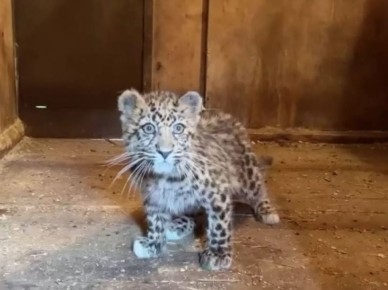 Куряне могут выбрать имя для котёнка дальневосточного леопарда