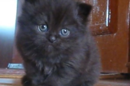 ����������� ������� ����: ��� ������� �������