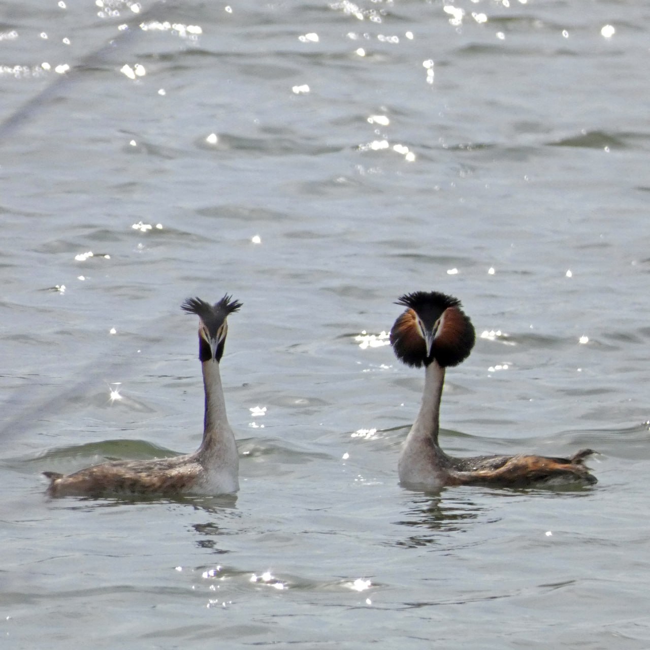 Перья дыбом: в Курской области начались брачные танцы чомг