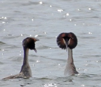 В Курской области чомги открыли сезон брачных танцев