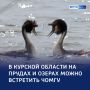 Танцы на воде: в Курской области заметили чомгу