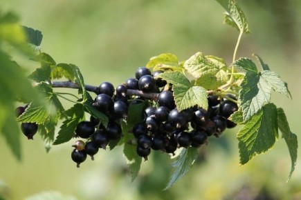 ��������� ������: ��� ��������� �� ������� ������ � �������� ������� ������