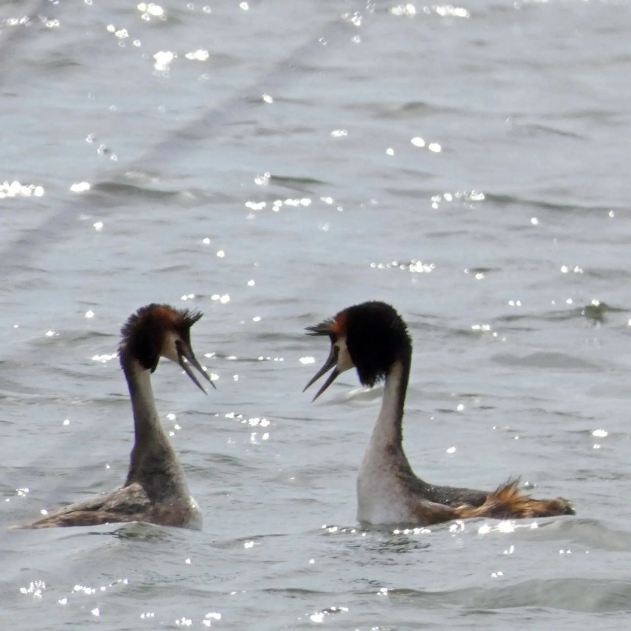 В Курскую область вернулись чомги