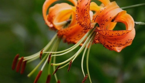 ��� ������ �����: ������� � ����������� ������ ������