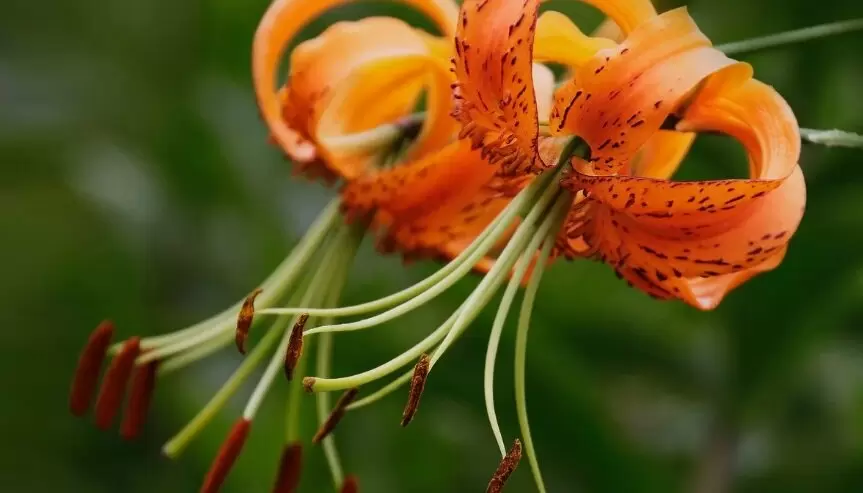 Как спасти лилии: болезни и эффективные методы борьбы