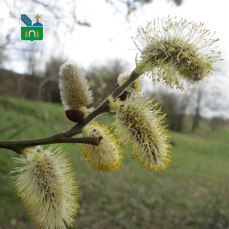 Всем доброе утро!. Сегодня пасмурно, +7°C в светлое время суток, небольшой дождь, ночью всего +1°C