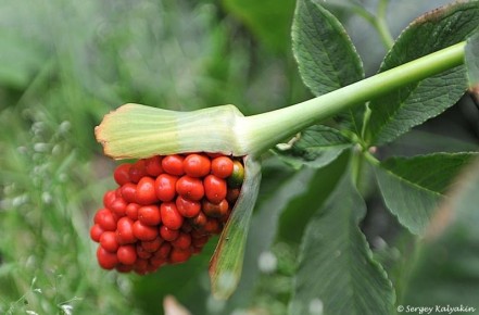 Аризема: почему это экзотическое растение становится настоящей зависимостью садоводов