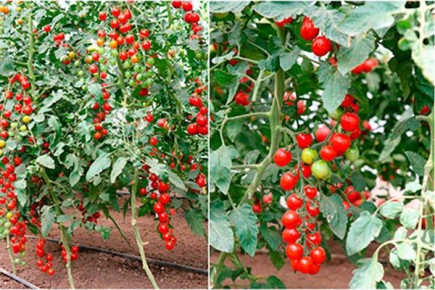 ������ ����� ������ ���� ��������� �����������?