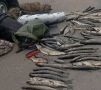 Под Курском остановили автомобиль с 80 килограммами незаконно выловленной щуки
