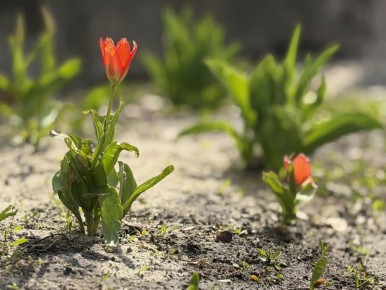 ����� �������� ������ ��������