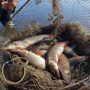 ������� ����� ����� ��� ��� �� ���������� ����� 80 �� ����