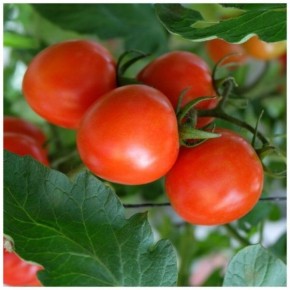 �������� �������: ������ ����� ��� ��������� ����