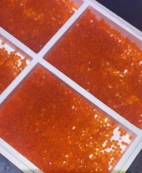 Завезенные в Курскую область из Евросоюза 500 тысяч штук оплодотворенной икры прошли карантин