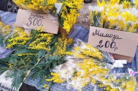 Что вы на самом деле покупаете на 8 марта: мимоза или акация?