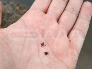 Клещей с боррелиями выявили в Курской области