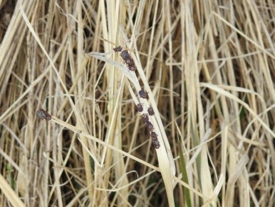 � ������� ������� �� ������ ������ ���������� ��� 36 �������