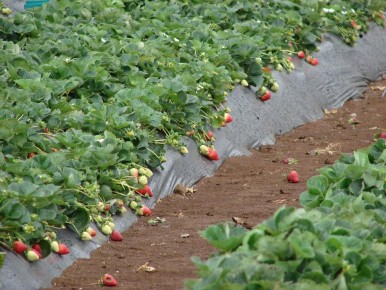 ������ ������� ����: ��� �������� �������� �������� �����